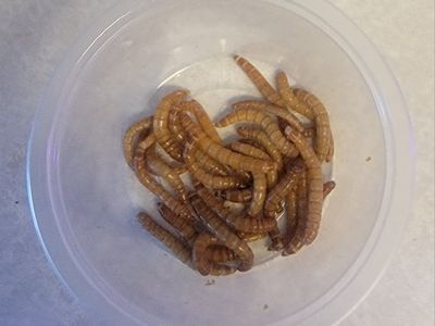 Mealworms All Sizes 30 Worms for $1