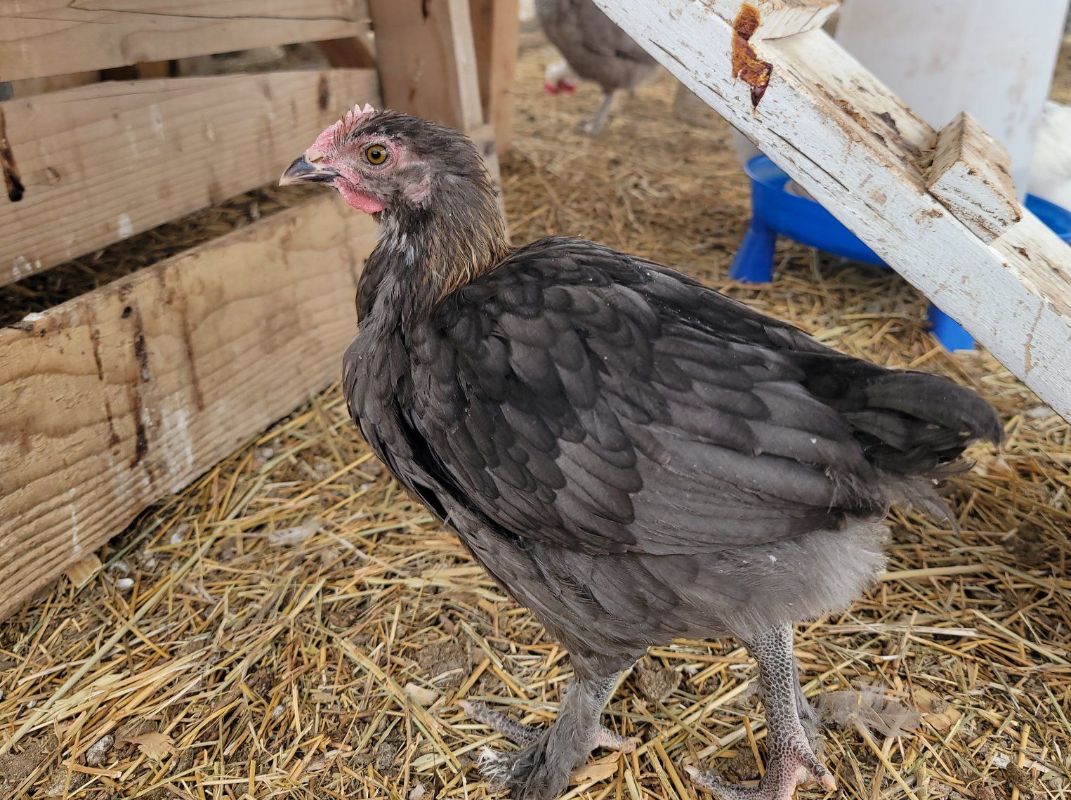 Blue Copper Marans Cockerel - East Coast Lines