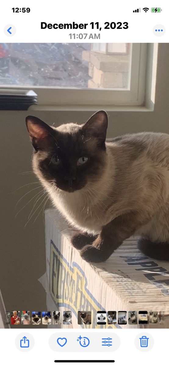 REAL SIAMESE kittens !!!