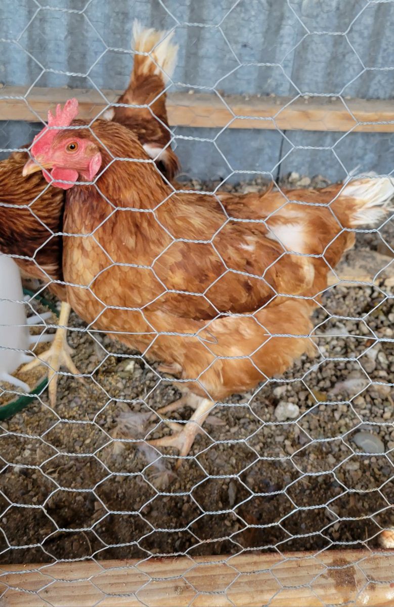 Laying hens
