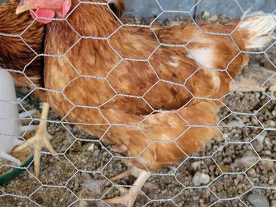 Laying hens