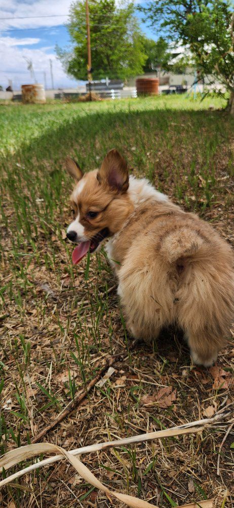 akc Pembroke Welsh Corgis