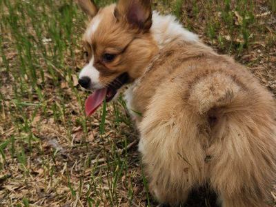 akc Pembroke Welsh Corgis