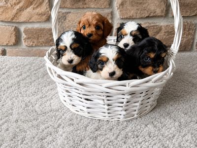 Teddy bear Mini Cavapoo puppies