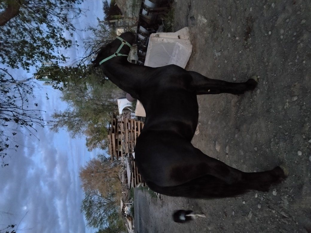 3/4 Frisian Colt Stud