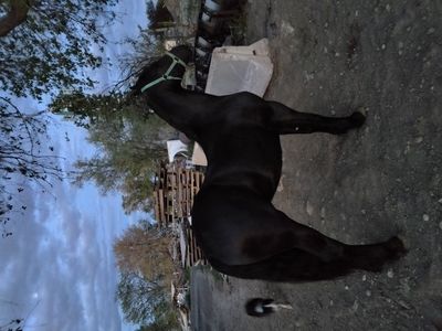 3/4 Frisian Colt Stud