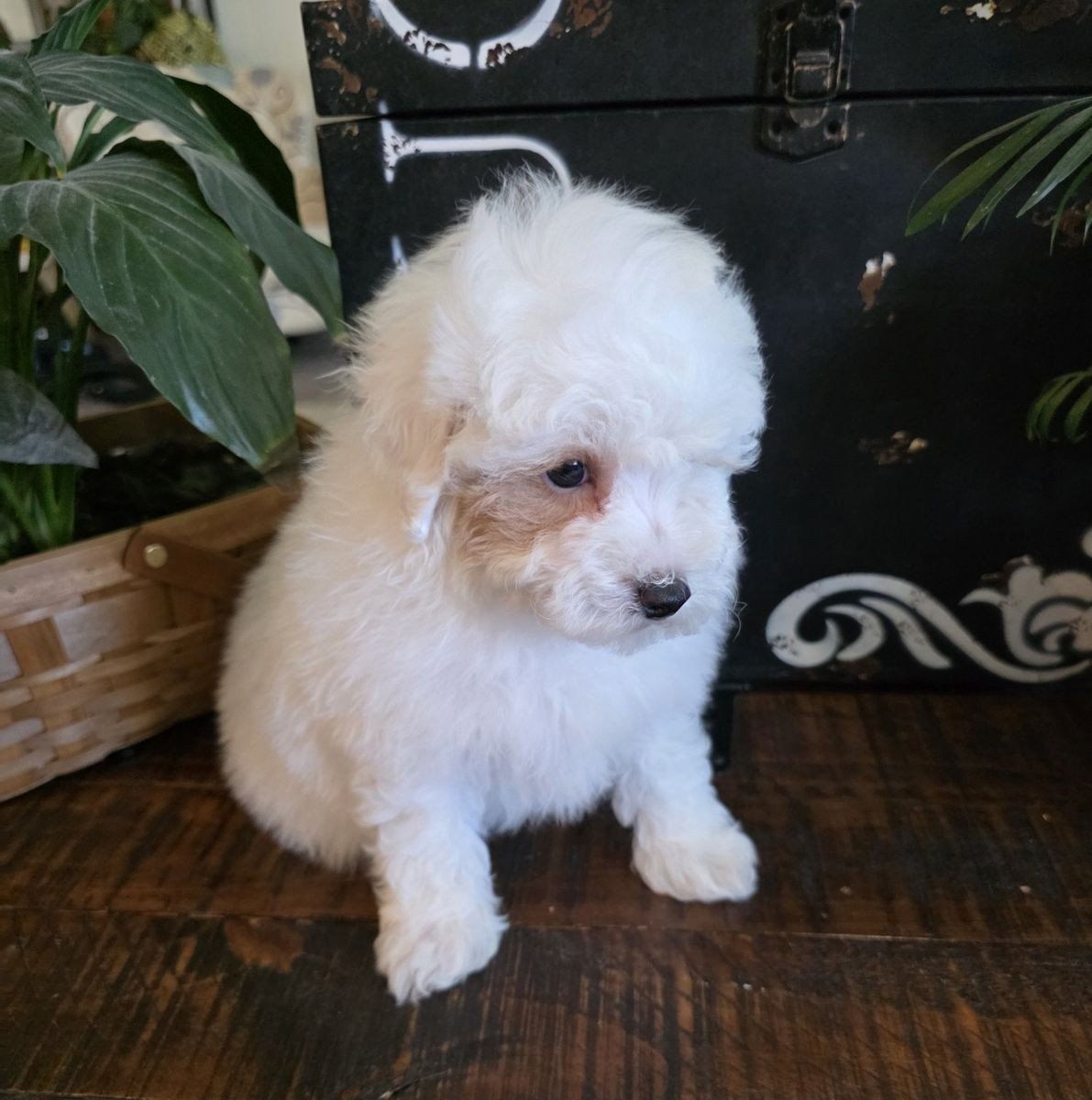 AKC Male Toy Poodle, not Doodle