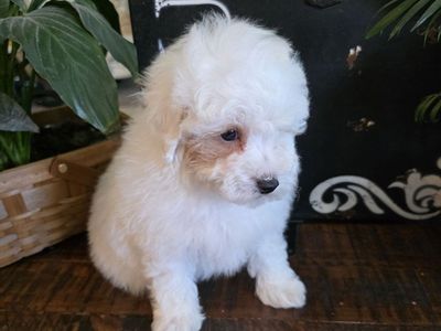 AKC Male Toy Poodle, not Doodle