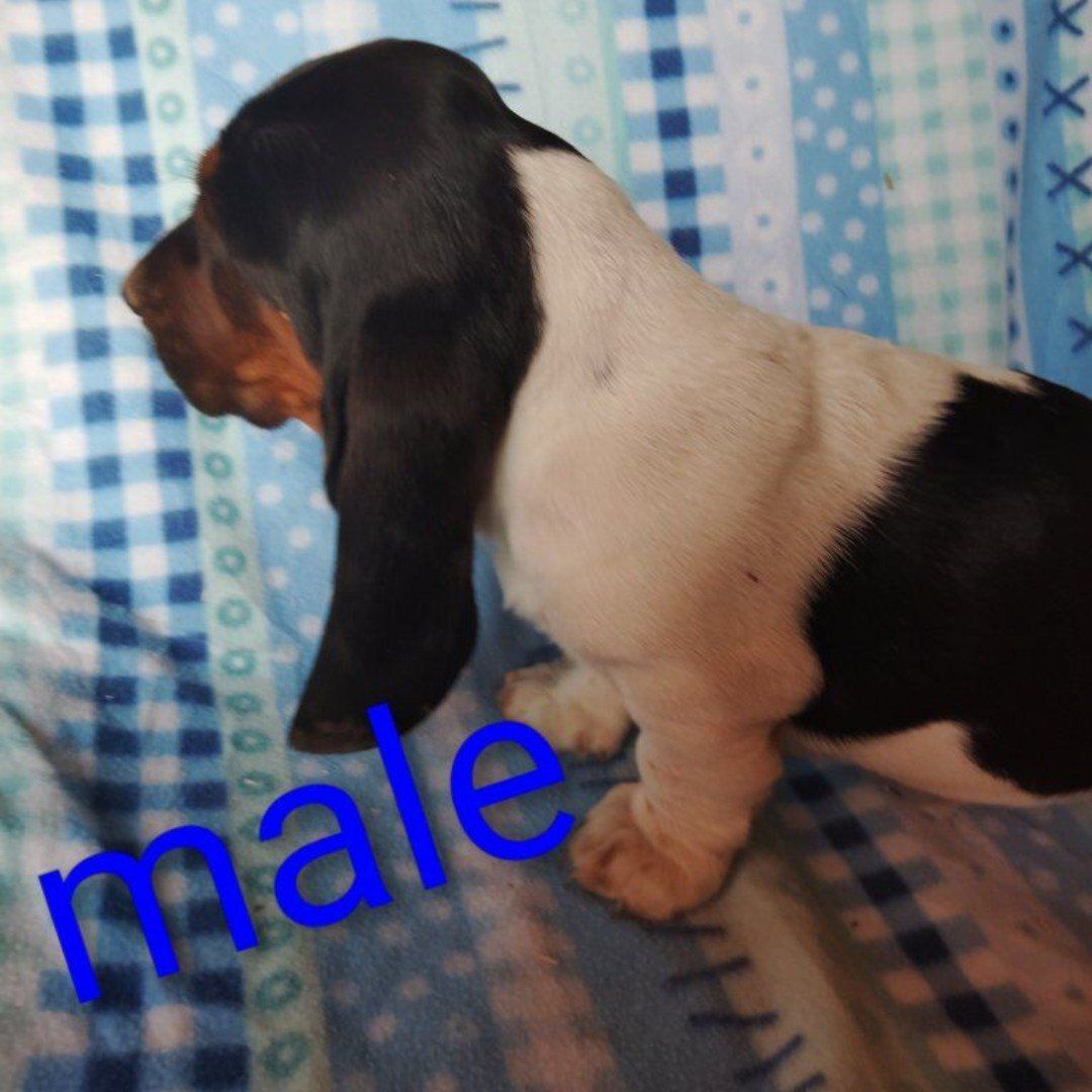 Basset hound puppies