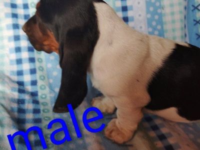 Basset hound puppies