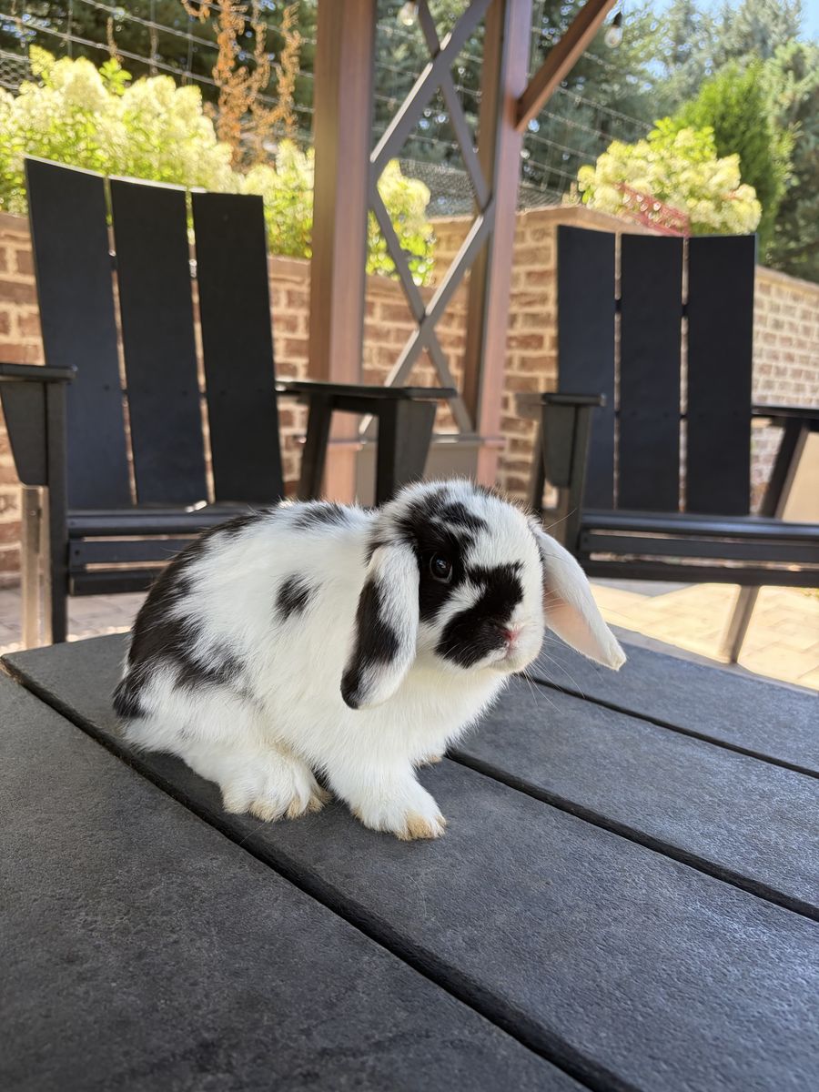 2 Holland Lop Male Bunnies 75$ each or both for 125$