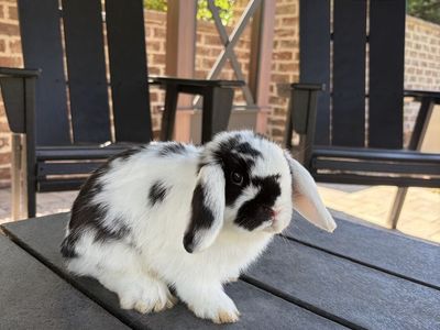 2 Holland Lop Male Bunnies 75$ each or both for 125$
