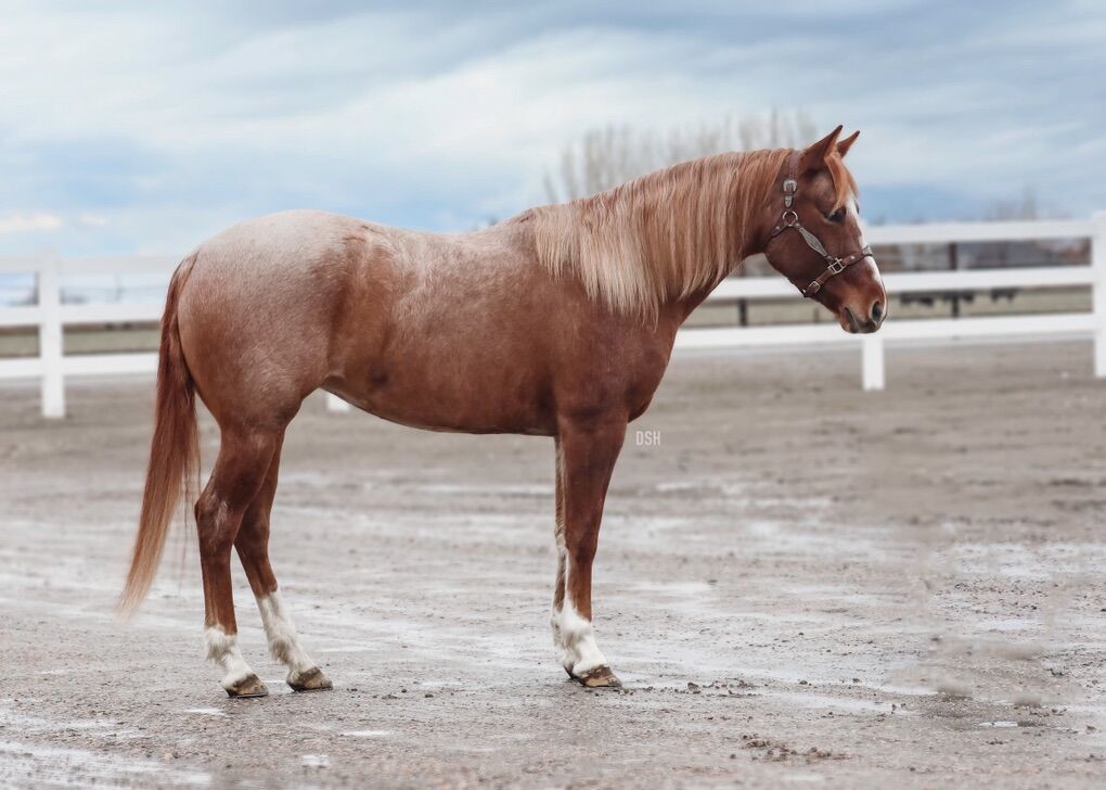Cow Horse Bread Filly