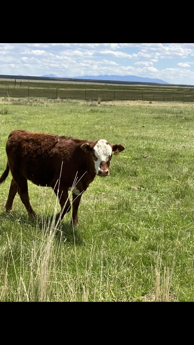 Heffer And 2 Steers