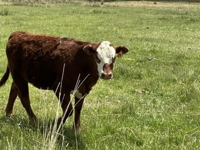 Heffer And 2 Steers