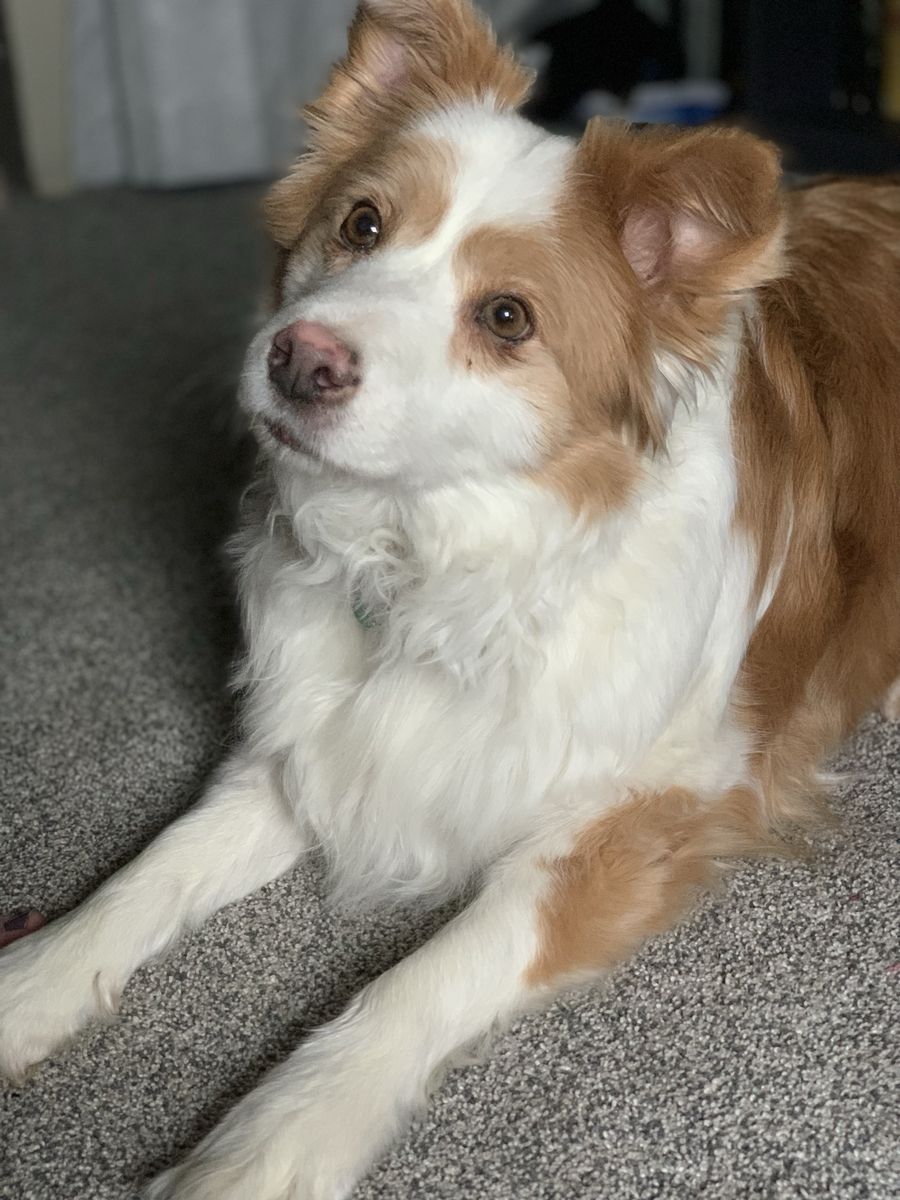 Senior Border Collie Rehome