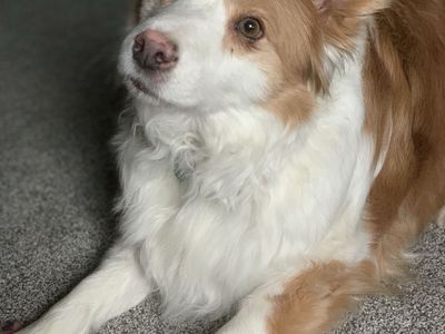 Senior Border Collie Rehome