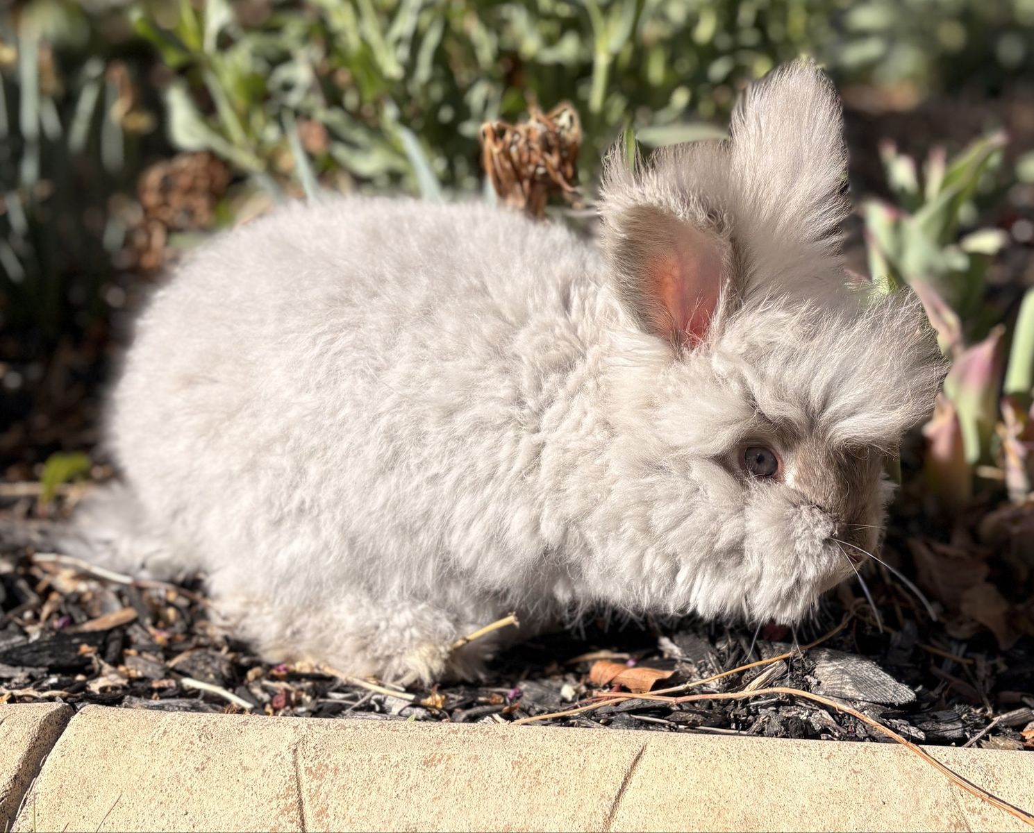 Pedigreed English Angora Buck Bunny Rabbit