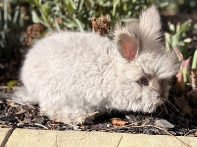 Pedigreed English Angora Buck Bunny Rabbit