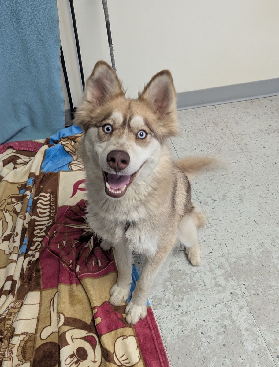 A161713 Journee is Available for Adoption!