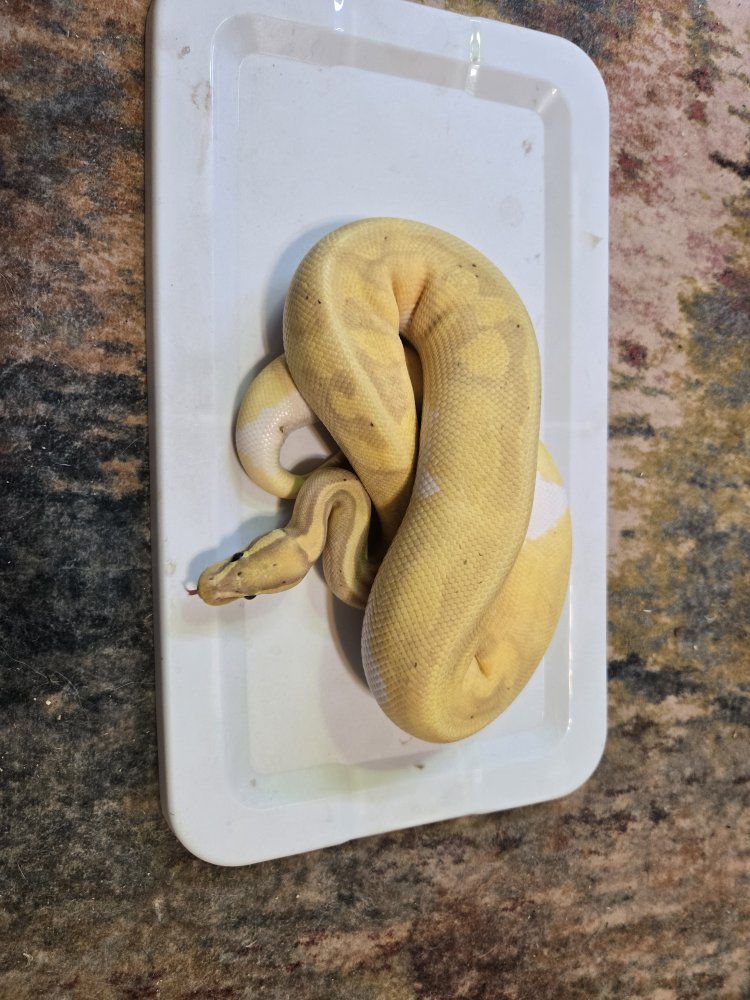 Banana Pied Ball Python Snake Live Reptile Pet