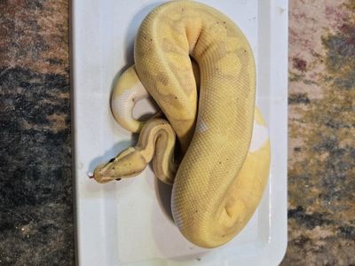 Banana Pied Ball Python Snake Live Reptile Pet