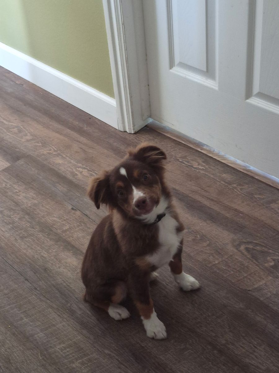 Australian shepherd