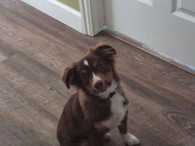 Australian shepherd