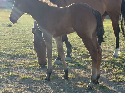 2026 AQHA Colt