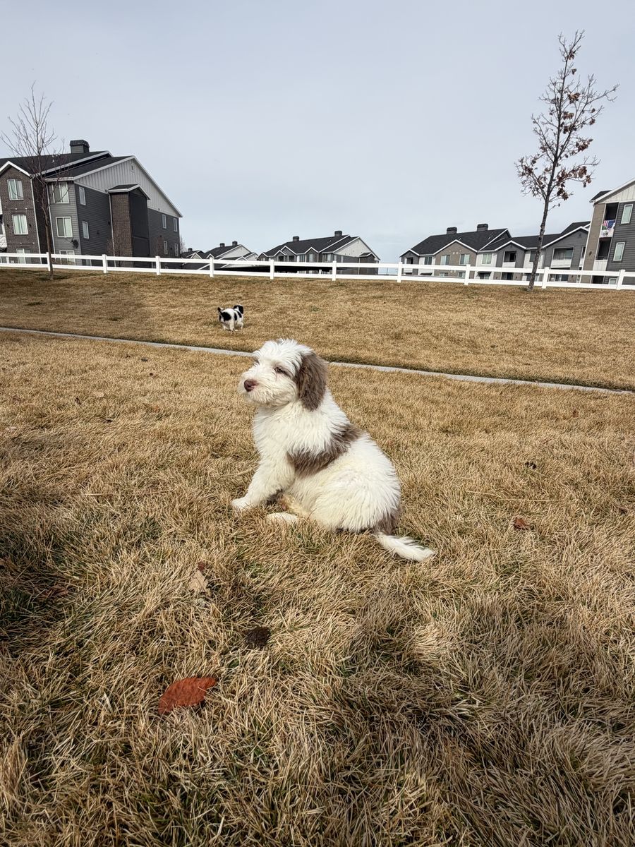 Two Male Standard Bernedoodle Puppies