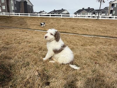 Two Male Standard Bernedoodle Puppies