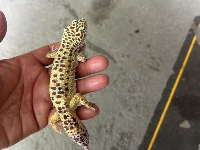 Leopard gecko