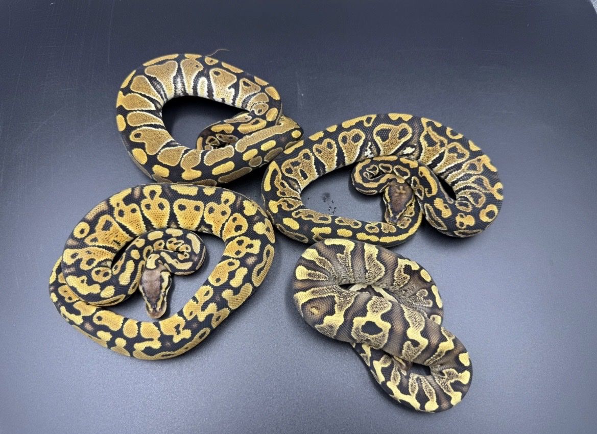 Ball pythons