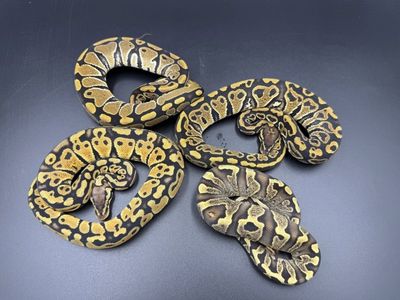 Ball pythons