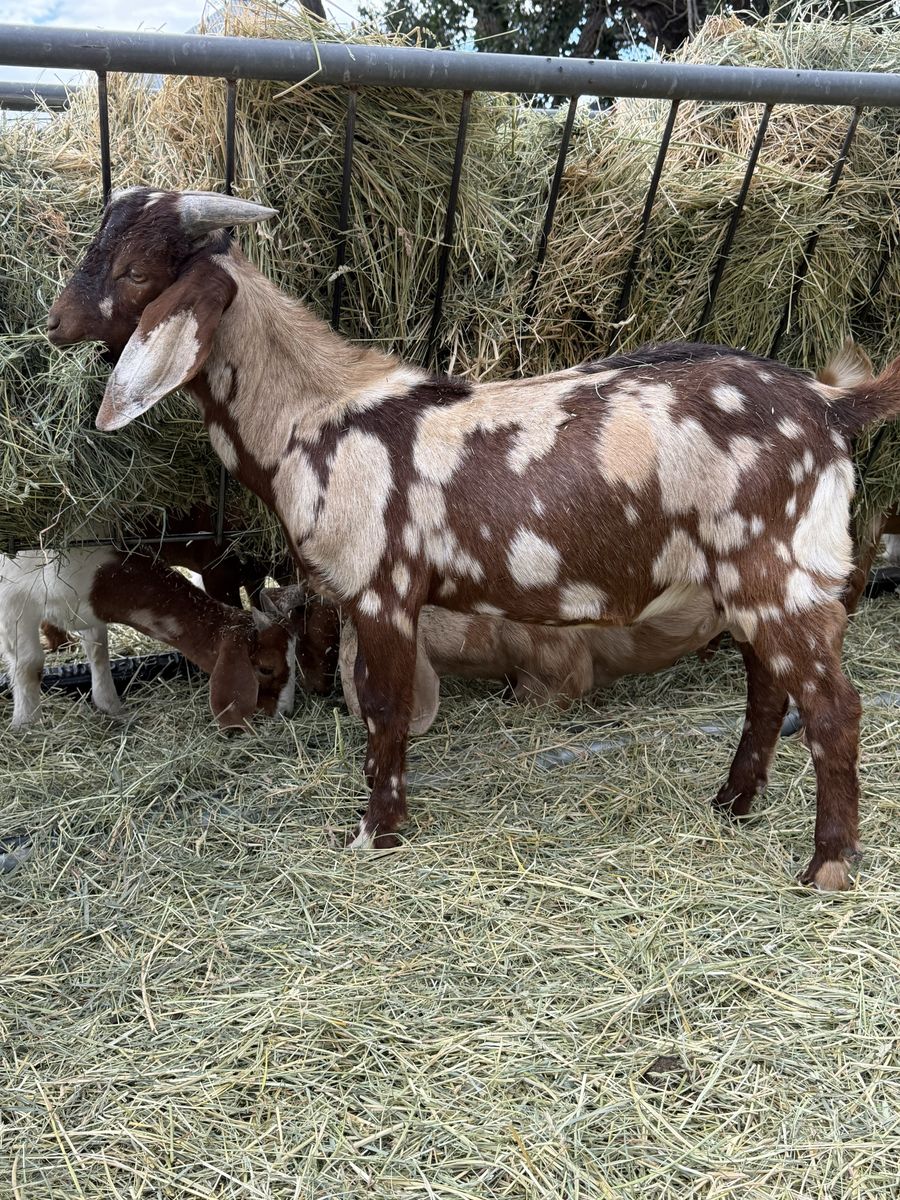 2026 Boer Kids
