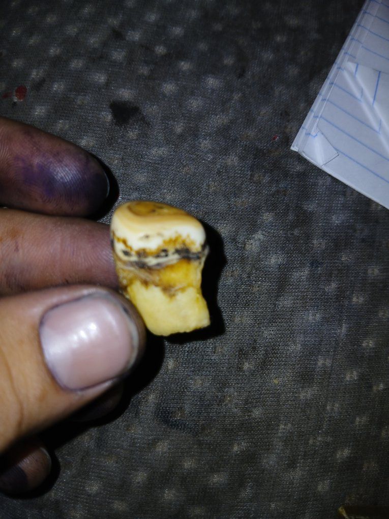 Collectible Animal Tooth Specimen