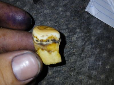 Collectible Animal Tooth Specimen