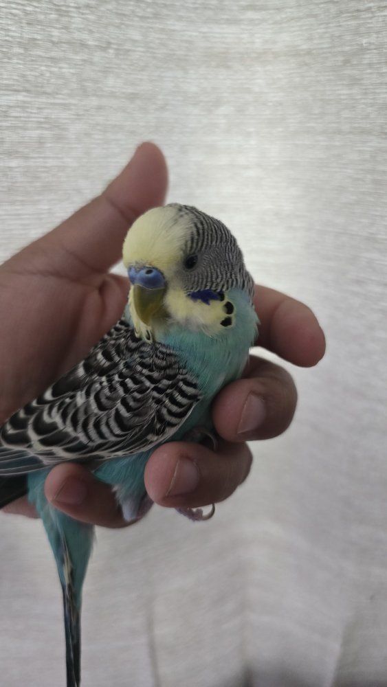 Male Parakeet