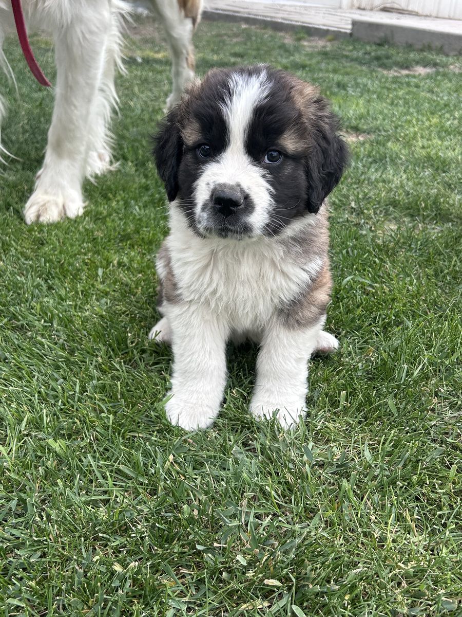 St. Bernard Puppies