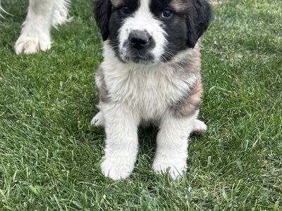 St. Bernard Puppies