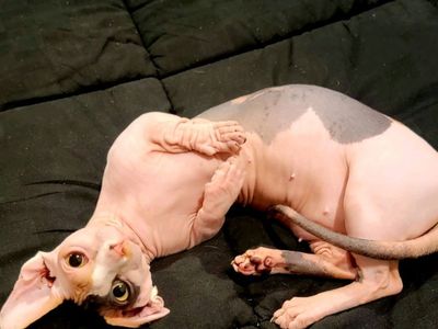 2 Bambino Sphynx Cats