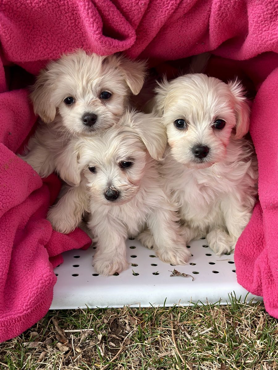 Tiny Toy Maltipoo Puppy Maltese poodle Small Dog