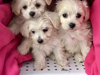 Tiny Toy Maltipoo Puppy Maltese poodle Small Dog