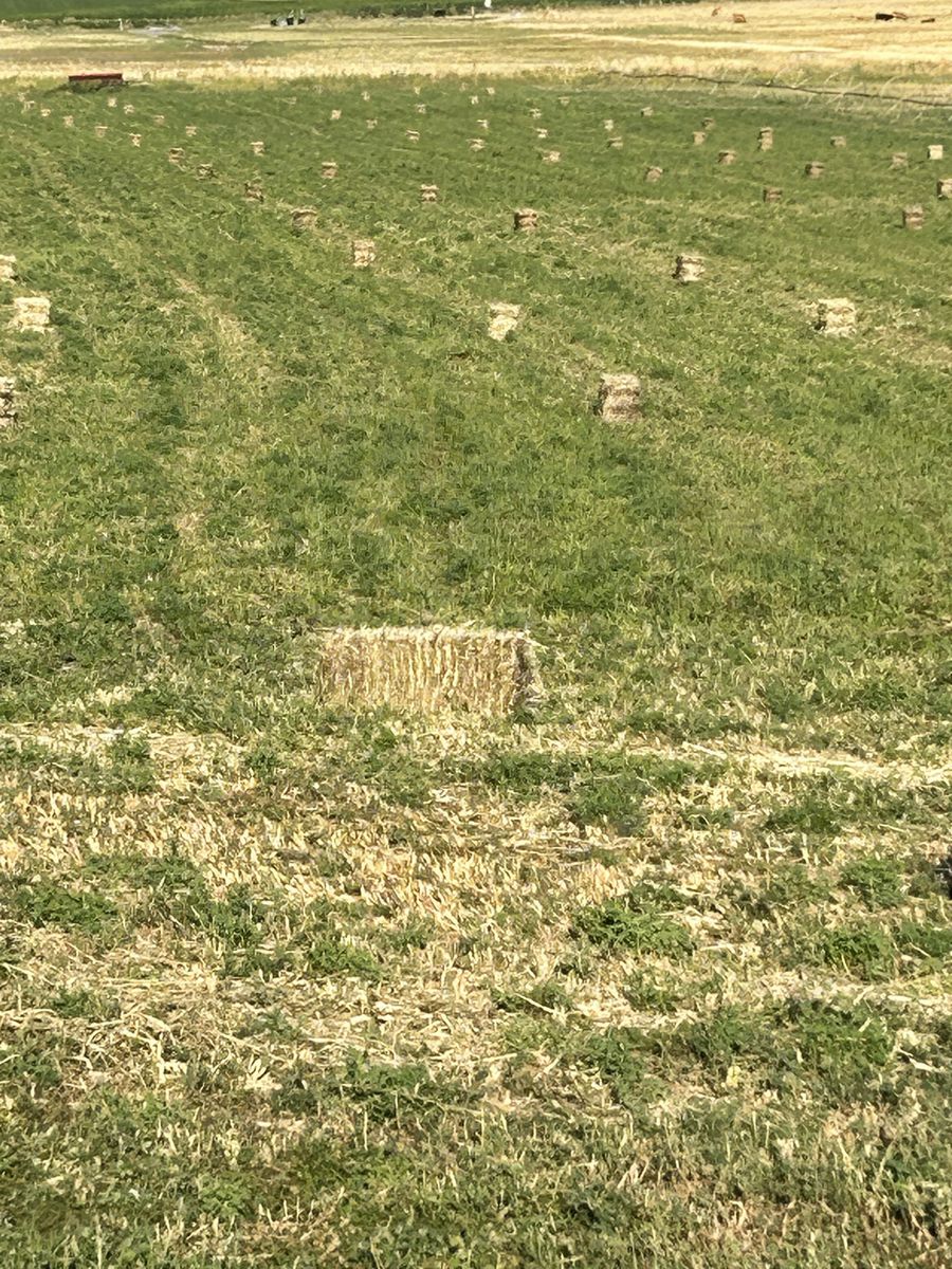 $6 a bale