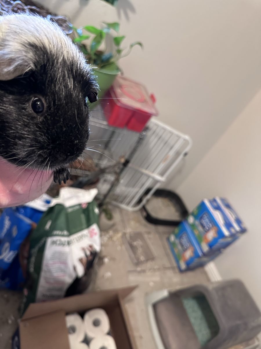 Guinea Pigs