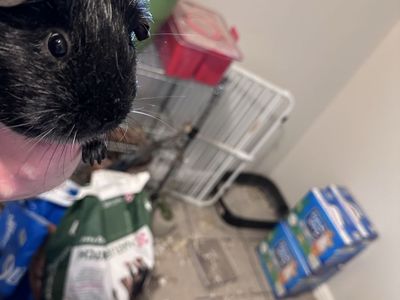 Guinea Pigs