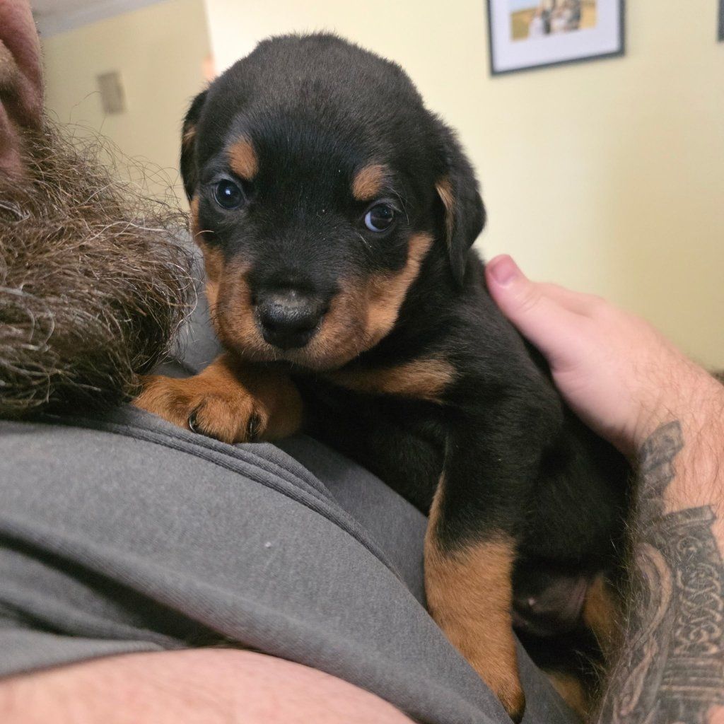 Rottweiler puppie