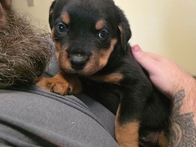 Rottweiler puppie