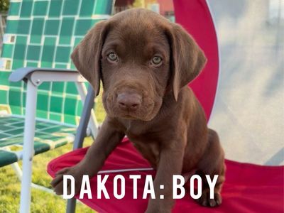 AKC Chocolate Lab Puppies