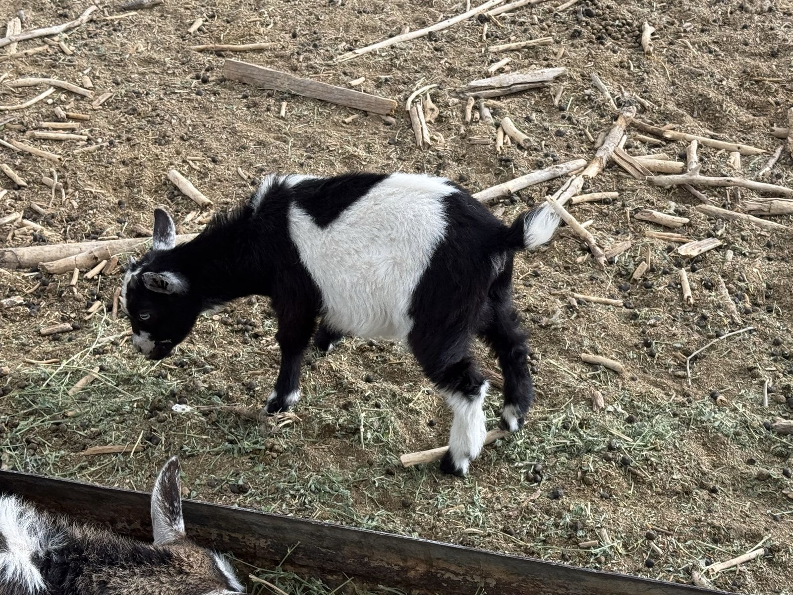 3 month old Pygmy doeling